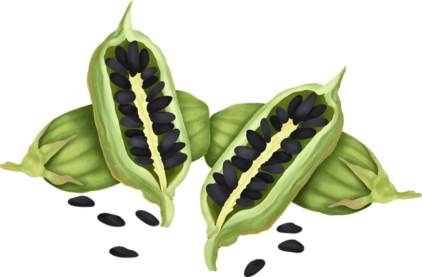 Sesame Seeds Illustration